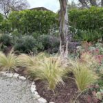 Planting Grasses Landscaping Elevate Your Outdoor Oasis