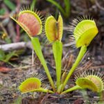 Planting Venus Flytrap