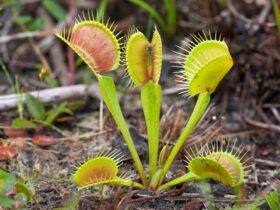 Planting Venus Flytrap