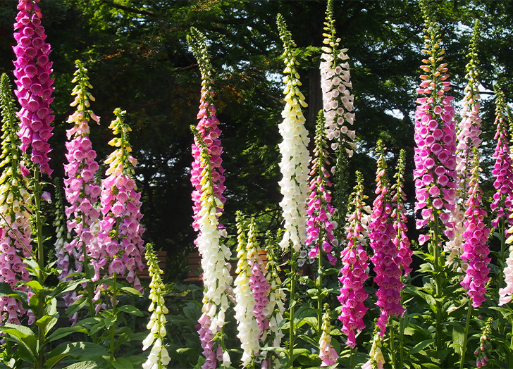 Flower Plants That Come Back Every Year: Perennial Picks!