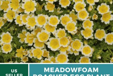 Poached Egg Plant Limnanthes Douglasii Garden Wonder 1