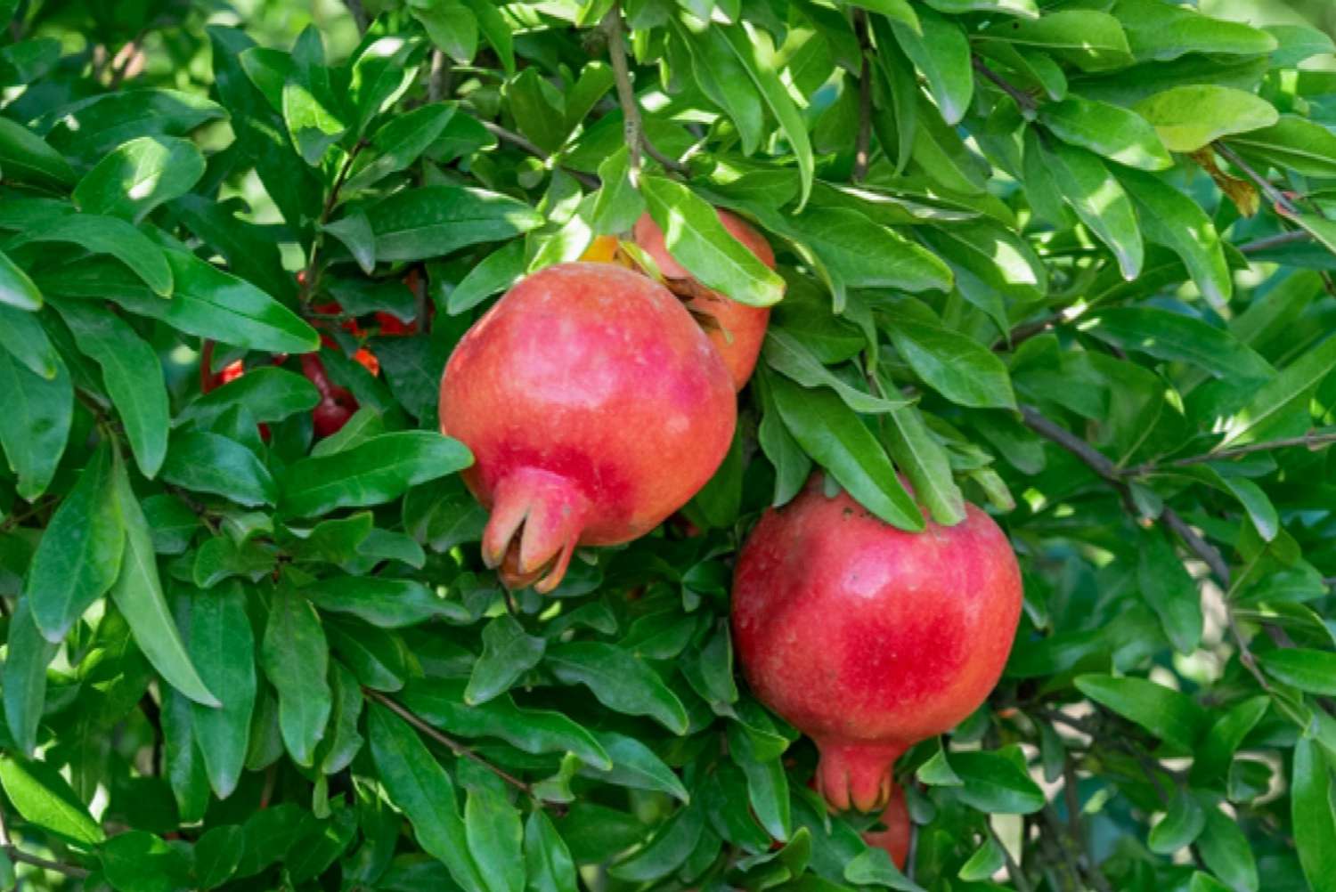 How Long Does A Pomegranate Tree Take To Grow: Quick Guide