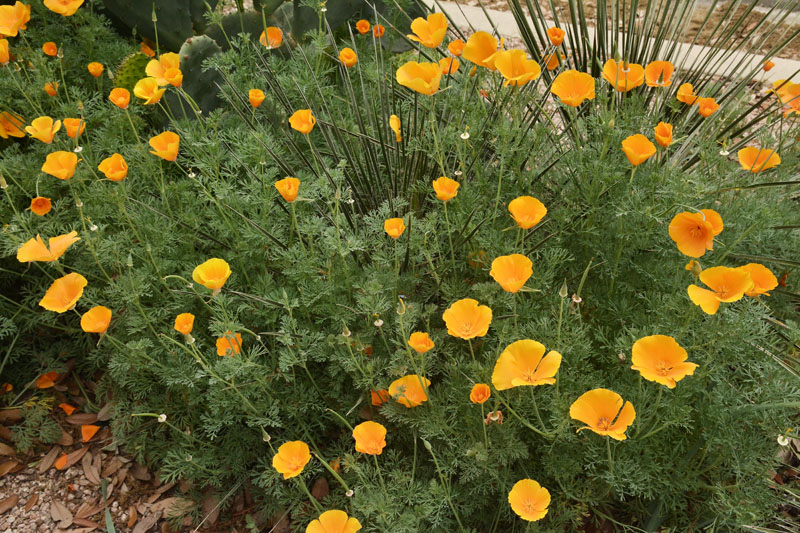 When To Plant California Poppy Seeds: Optimal Timing Tips