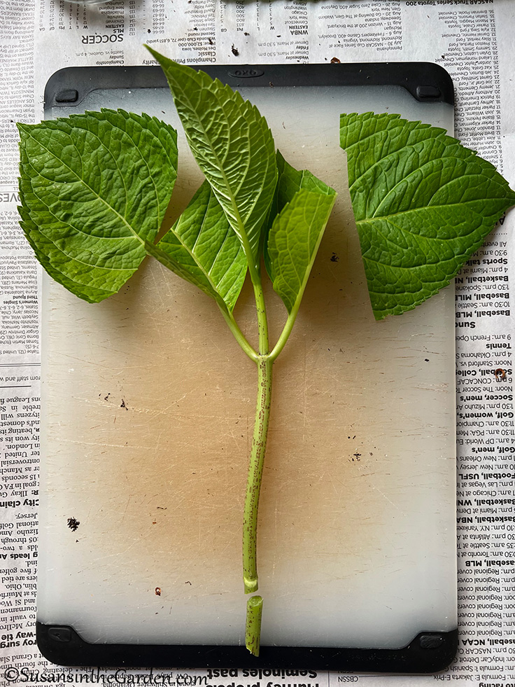 How To Propagate Hydrangeas From Cuttings: Easy Growth Hacks