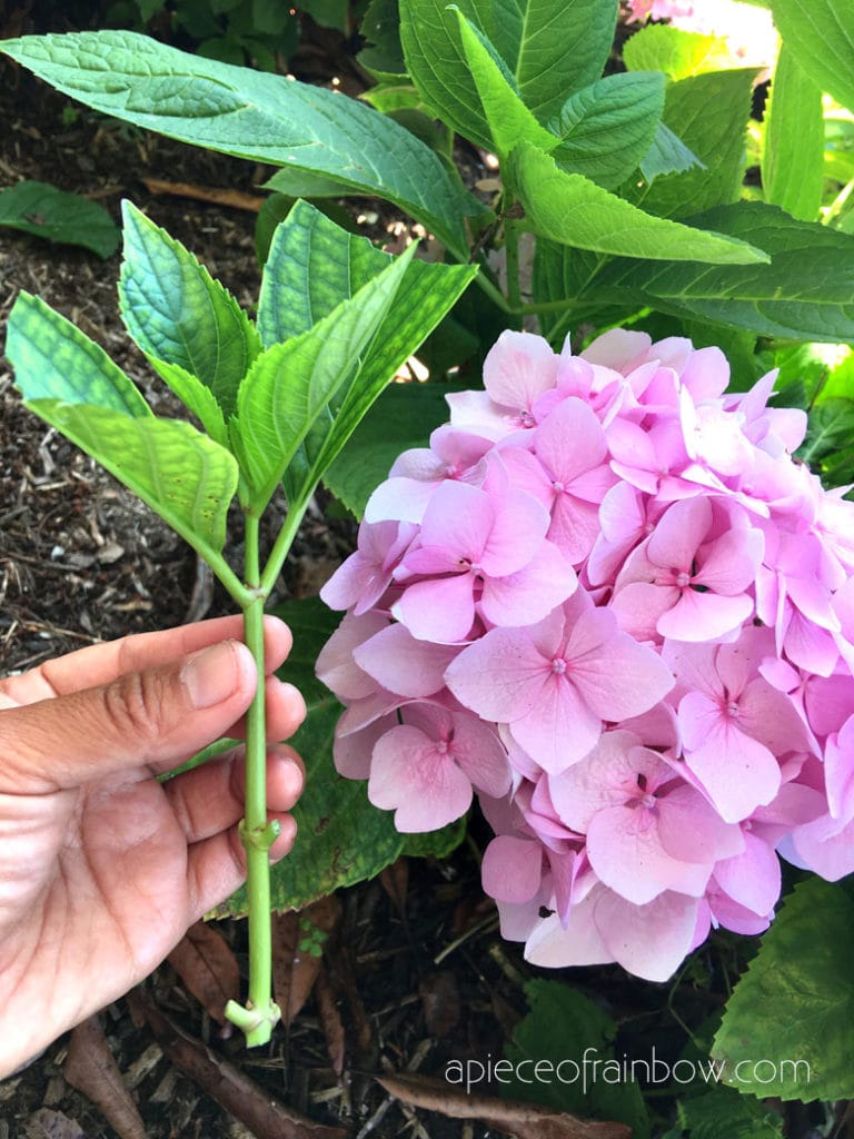How To Propagate Hydrangeas From Cuttings: Easy Growth Hacks