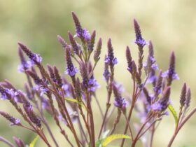 Purpletop Vervain Verbena Bonariensis Plants Garden Must Haves 1