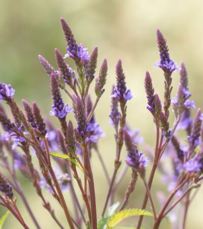 Purpletop Vervain Verbena Bonariensis Plants Garden Must Haves 1