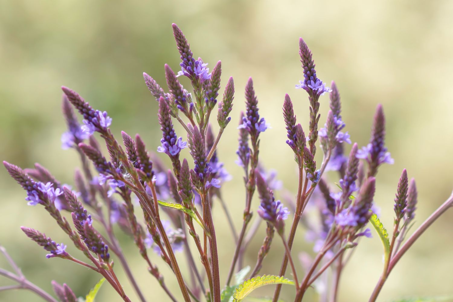 Purpletop Vervain Verbena Bonariensis Plants Garden Must Haves 1