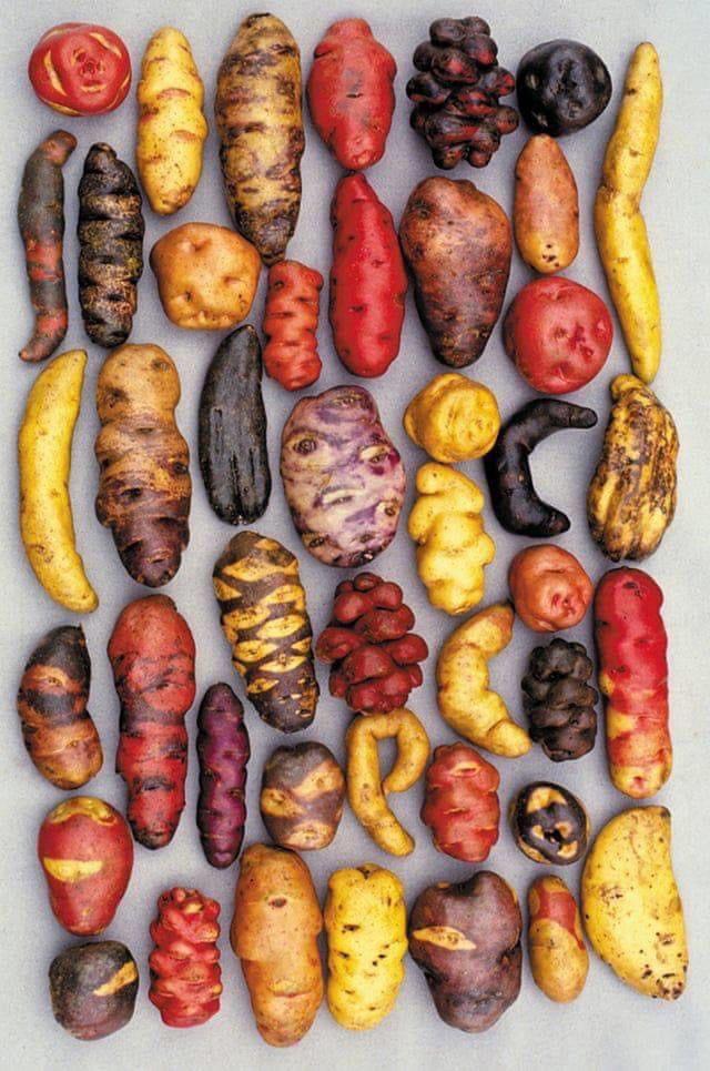 How Many Potato Varieties Are There? Unearth The Numbers!