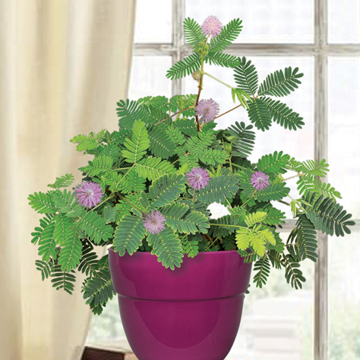 Mimosa Pudica: Unveiling The Marvels Of The Sensitive Plant