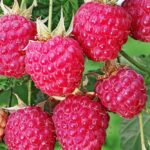 Raspberry Plants How To Grow Lush Berries Made Simple 1