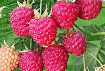 Raspberry Plants How To Grow Lush Berries Made Simple 1