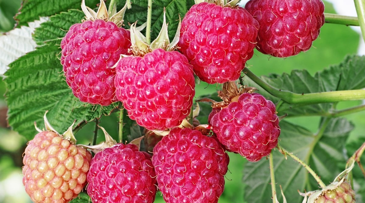 Raspberry Plants How To Grow Lush Berries Made Simple 1