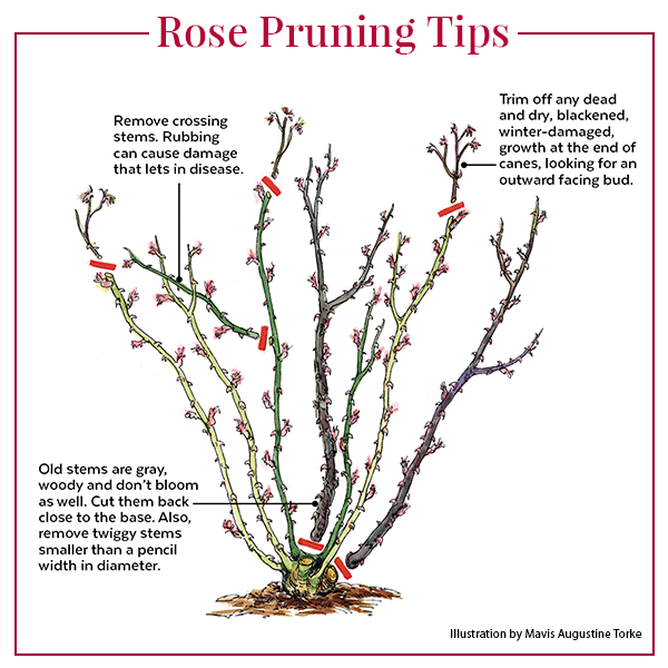 How & When To Prune Roses: Essential Tips For Lush Blooms