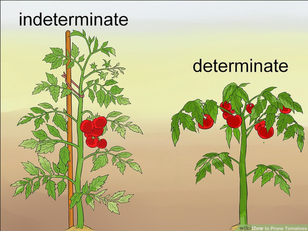 Determinate Or Indeterminate Tomatoes: Grower's Guide