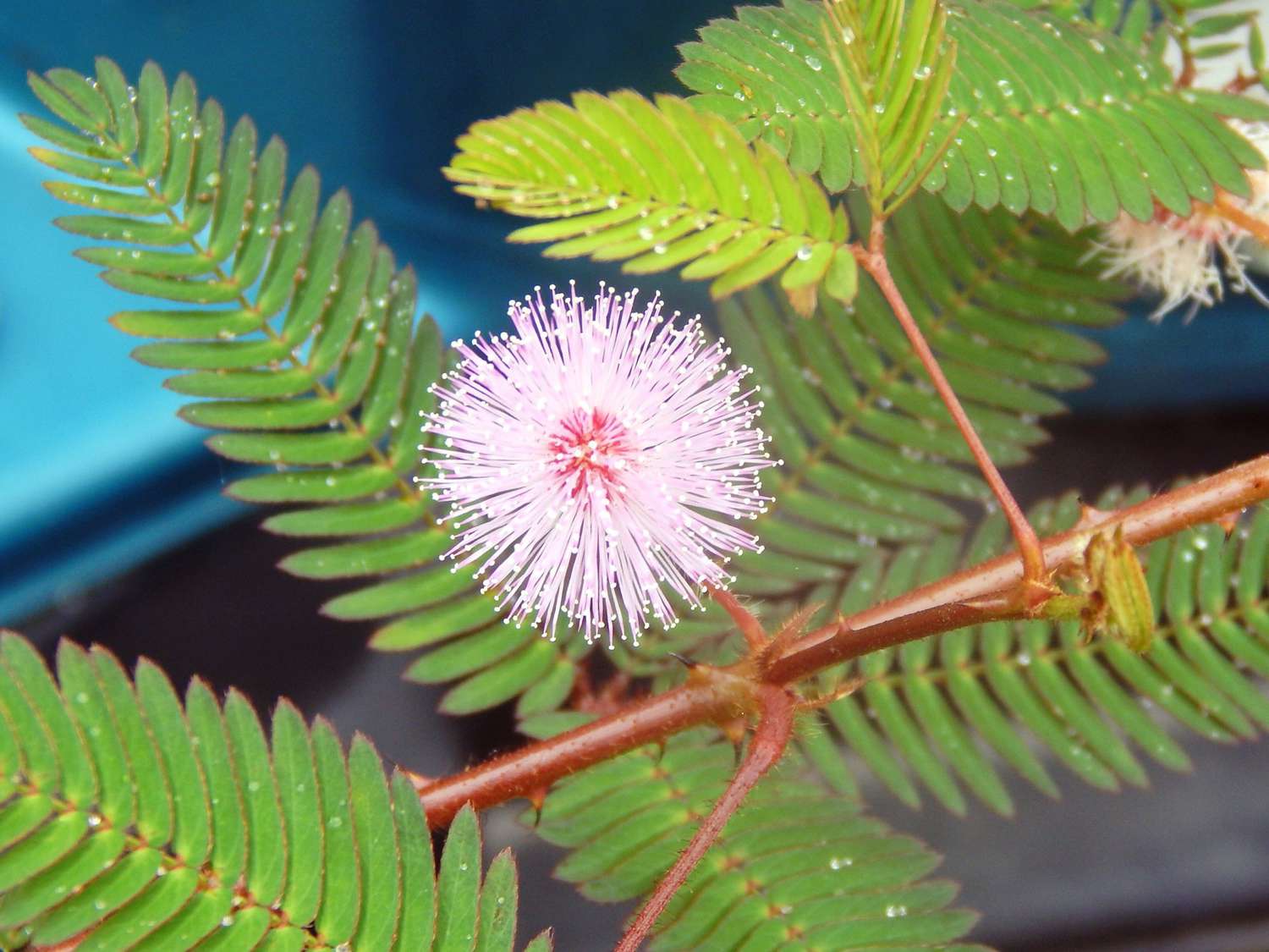Mimosa Pudica: Unveiling The Marvels Of The Sensitive Plant