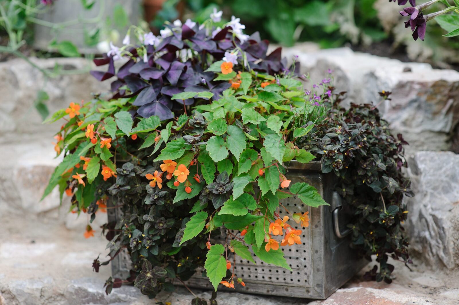 Shade Loving Plants For Containers