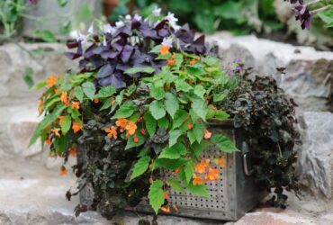 Shade Loving Plants For Containers