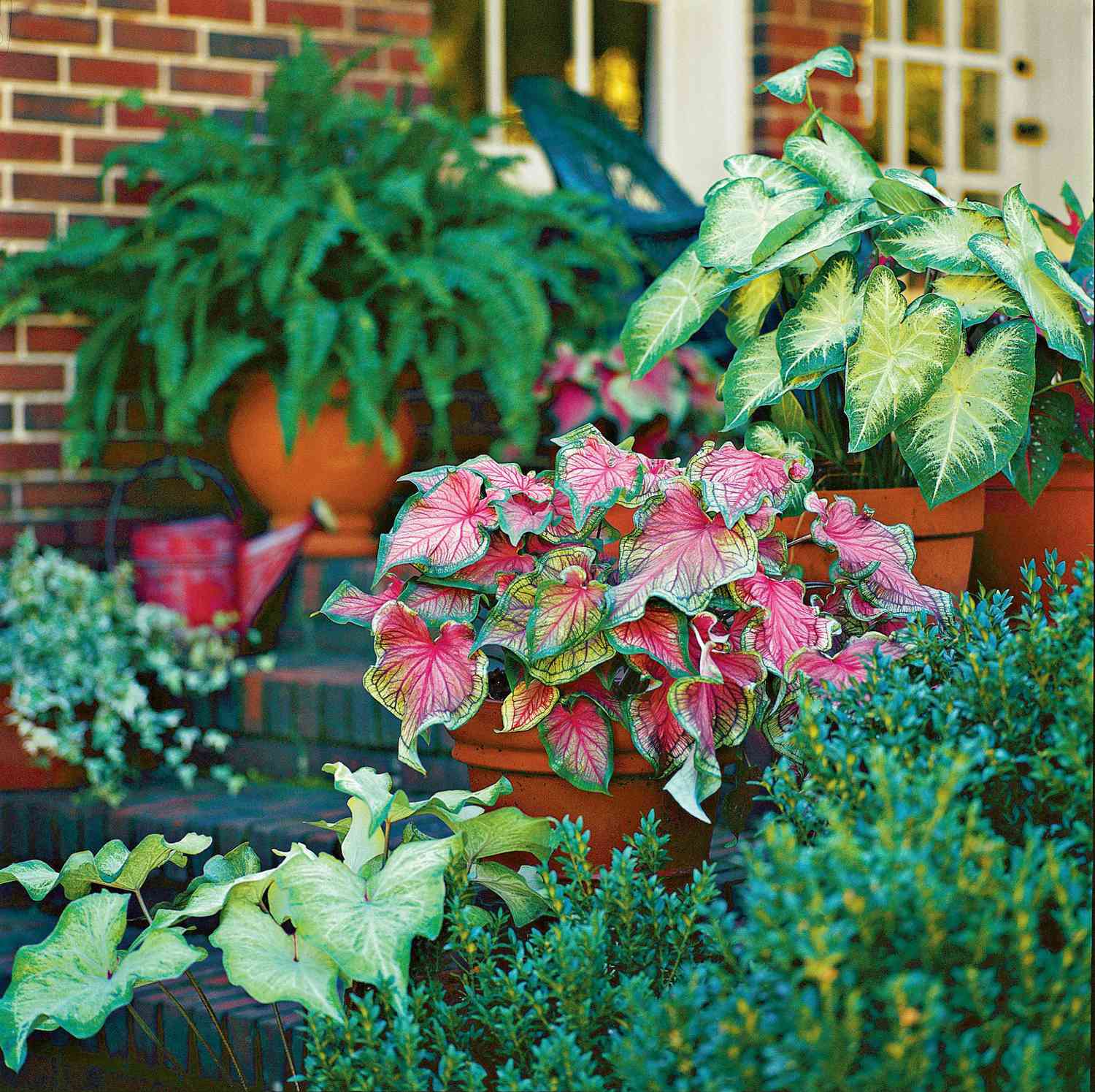 Shade Plants For Container Gardens