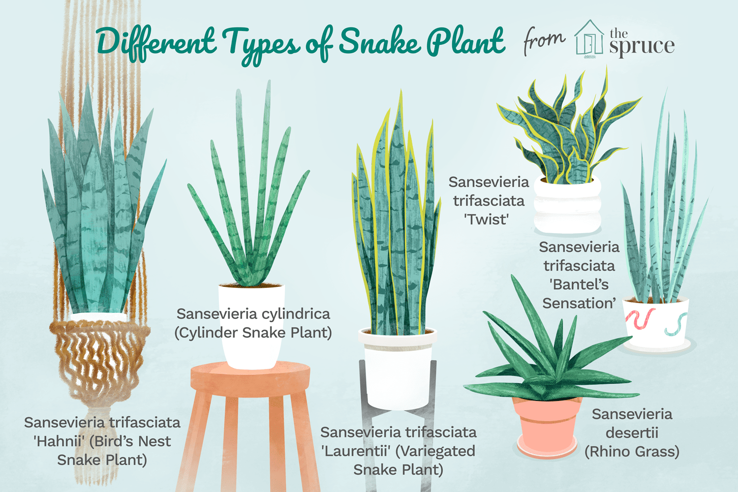 How To Take Care Of Snake Plants: Ultimate Guide