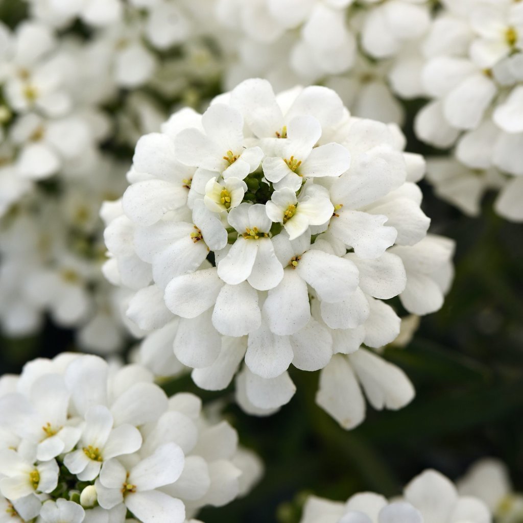 Iberis Sempervirens Guide: Thriving Evergreen Candytuft Tips