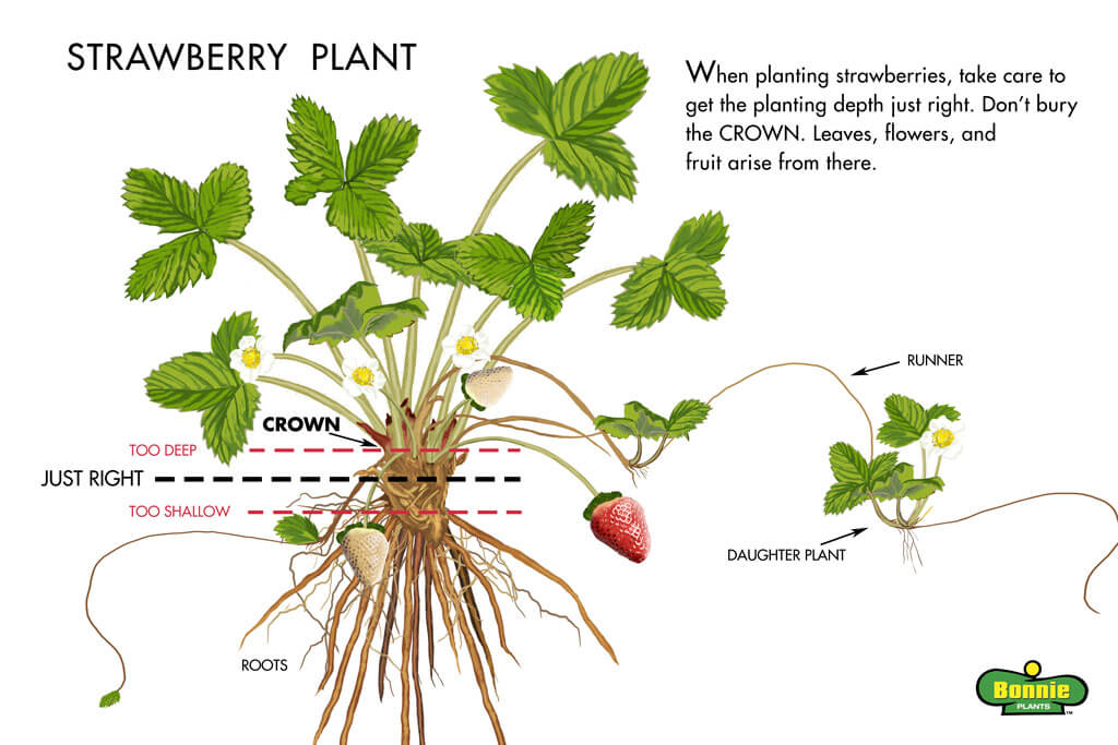 How Does Strawberry Grow: Unveiled Secrets To Thriving Berries