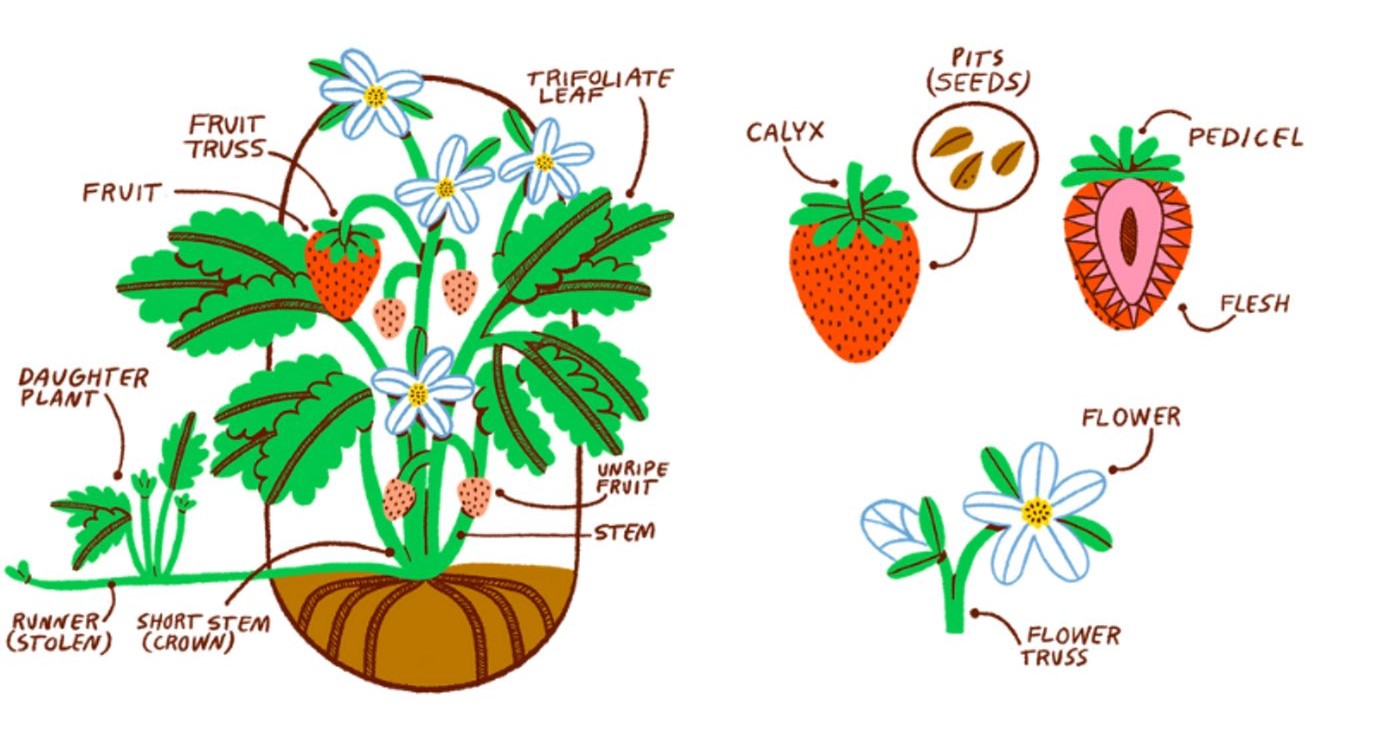 How Does Strawberry Grow: Unveiled Secrets To Thriving Berries