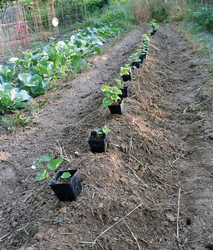 How To Plant Sweet Potatoes Plants: Grow Abundance!