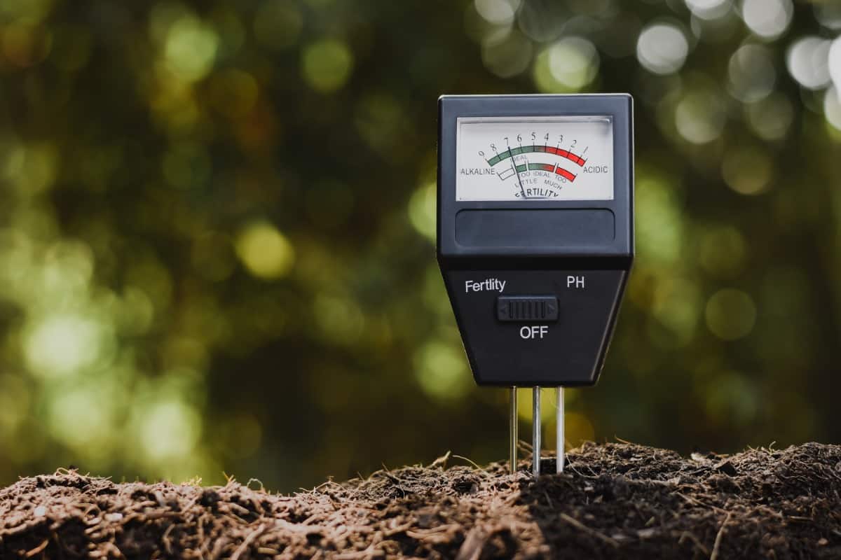 How Do You Test Ph In Soil?: Ultimate Guide & Tips