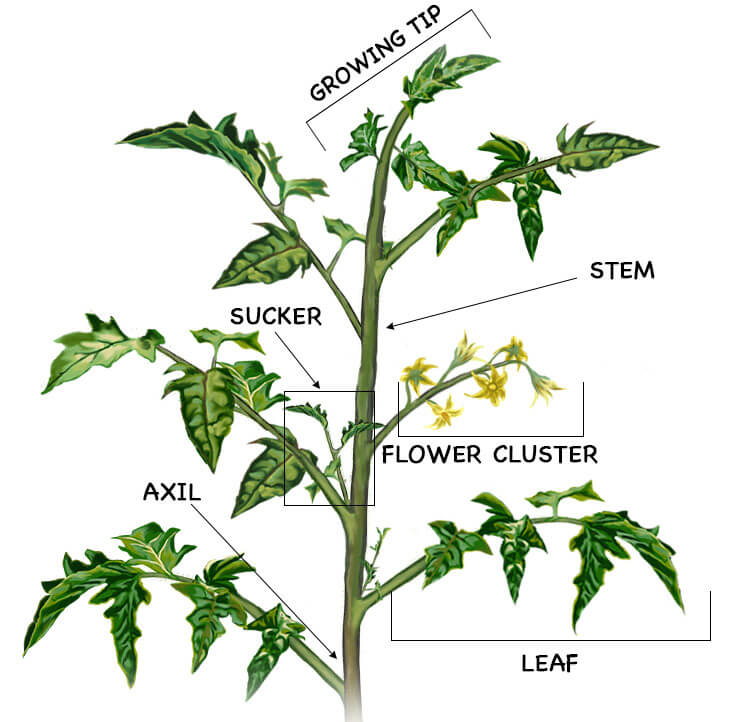 How To Trim The Tomato Plant: Essential Pruning Tips