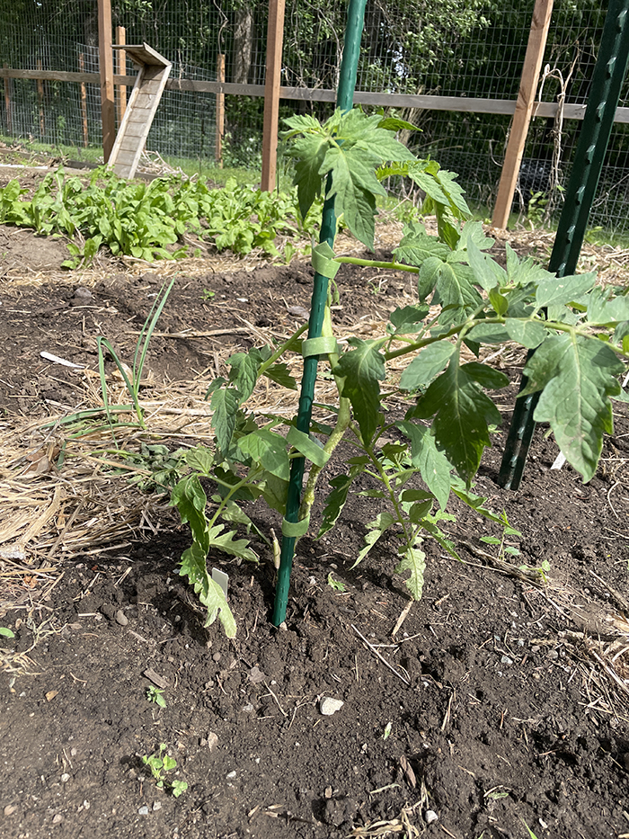 Trellising Tomato Plants: Boost Your Harvest Now!