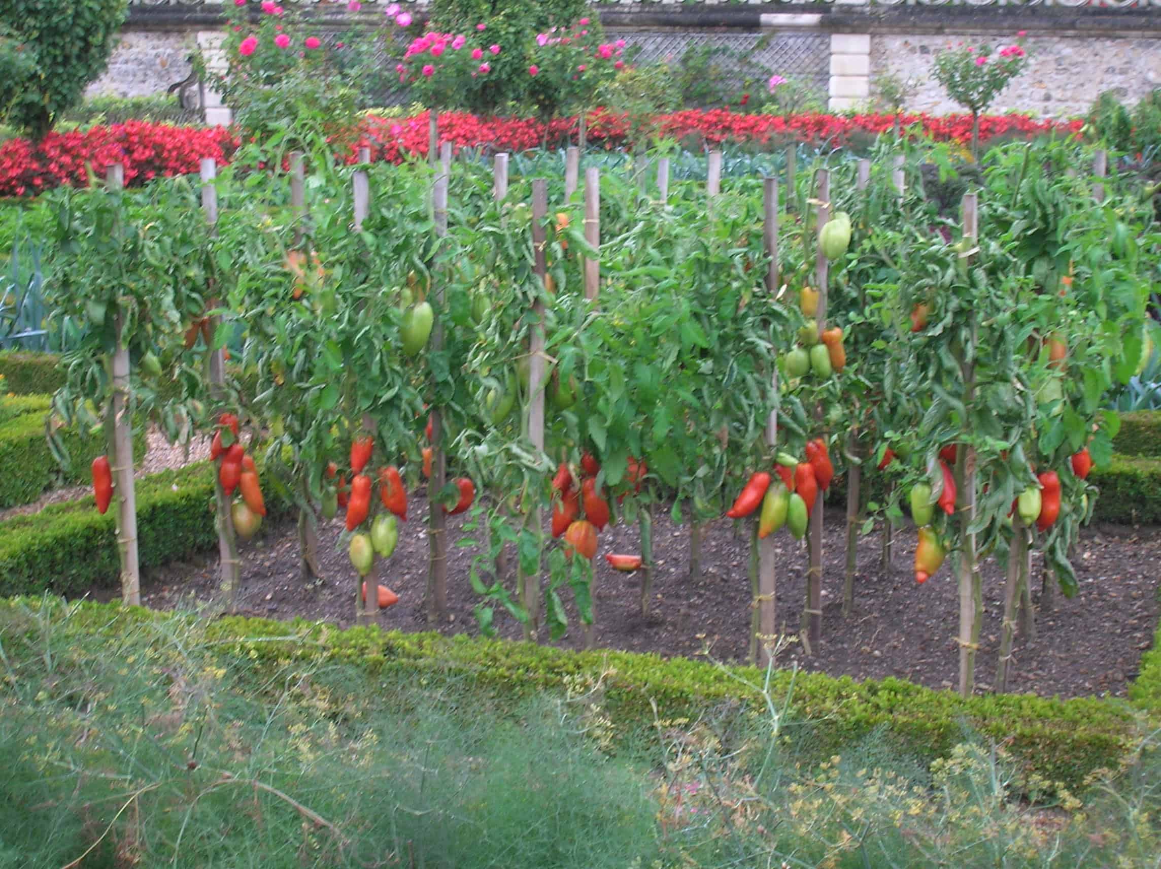 Trellising Tomato Plants: Boost Your Harvest Now!