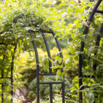 Trellising Tomato Plants Boost Your Harvest Now