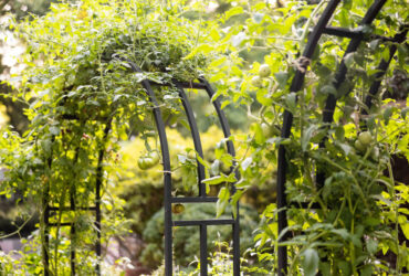 Trellising Tomato Plants Boost Your Harvest Now