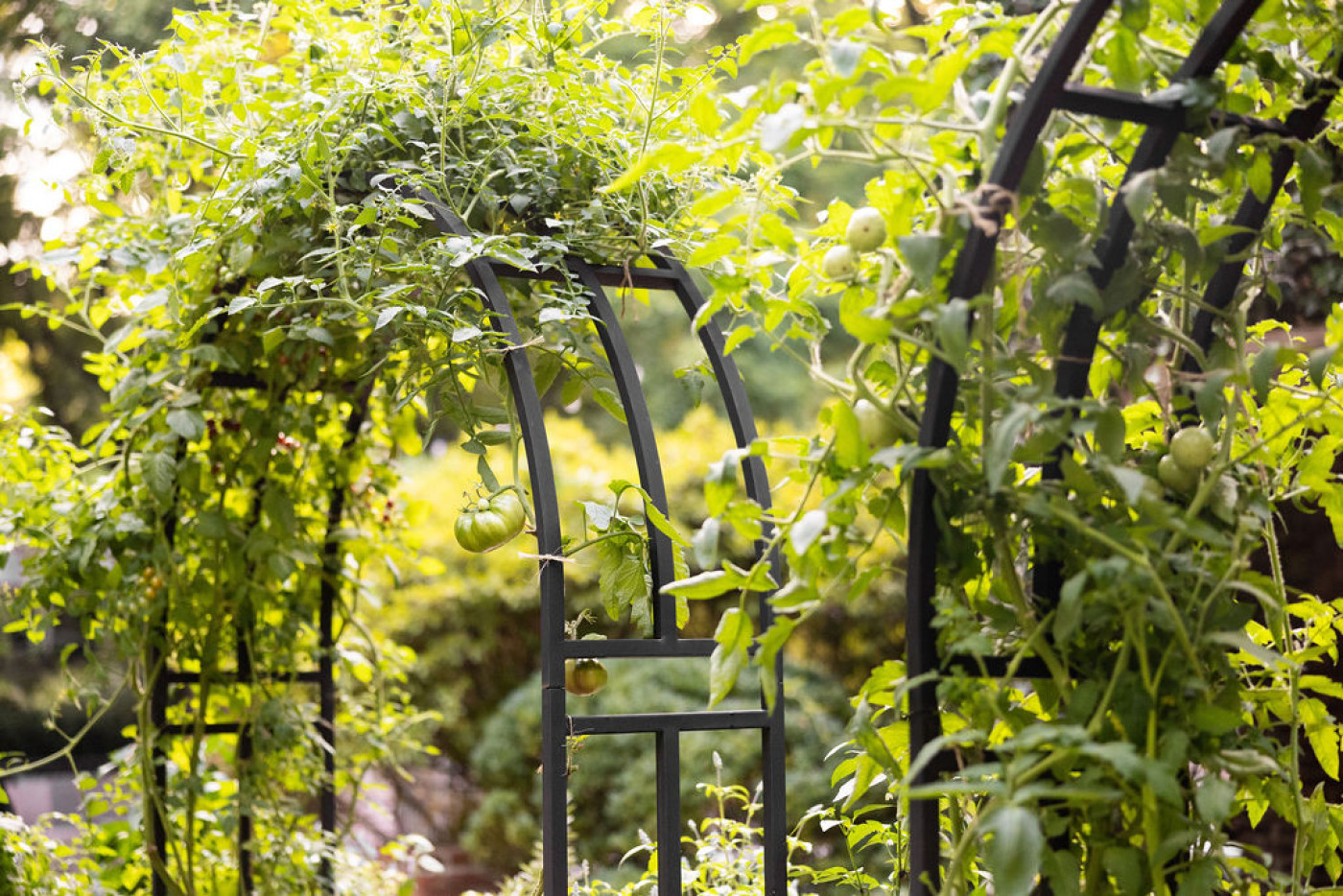 Trellising Tomato Plants Boost Your Harvest Now
