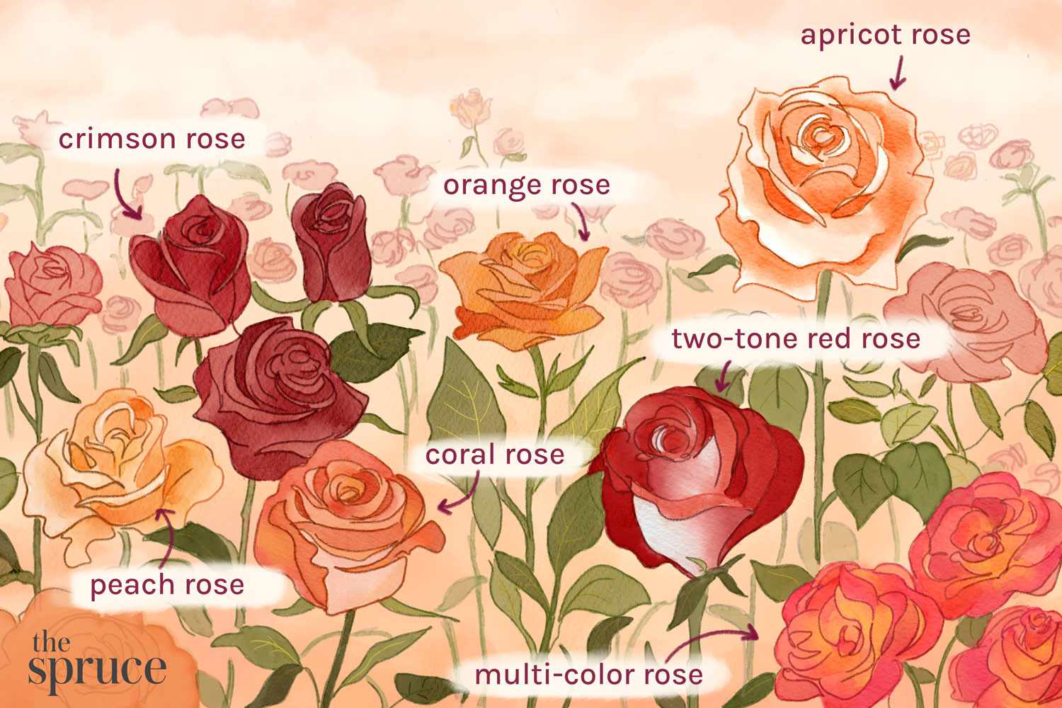 Different Types Of Roses: A Visual Guide To Varieties