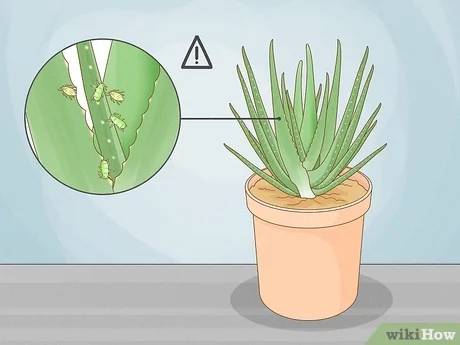 How Do You Take Care Of Aloe Vera Plants: Top Tips Revealed