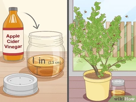 How To Get Rid Of Fruit Flies In Plants: Proven Tips