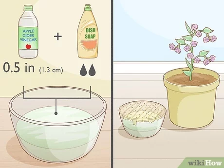How To Get Rid Of Gnats From Houseplants: Pro Tips & Tricks