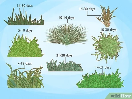How Long Does It Take For Grass Seeds To Sprout: Quick Guide