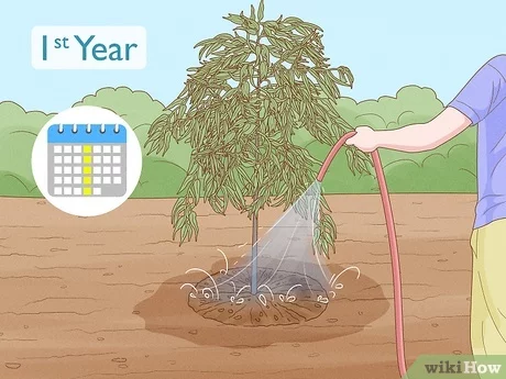 How Long Does A Willow Tree Take To Grow: Quick Insights