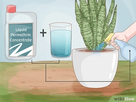 How To Get Rid Of Ants In My Garden: Proven Solutions