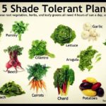 Vegetable Plants That Grow In Shade