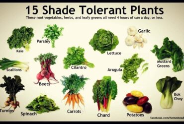 Vegetable Plants That Grow In Shade