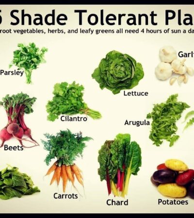 Vegetable Plants That Grow In Shade