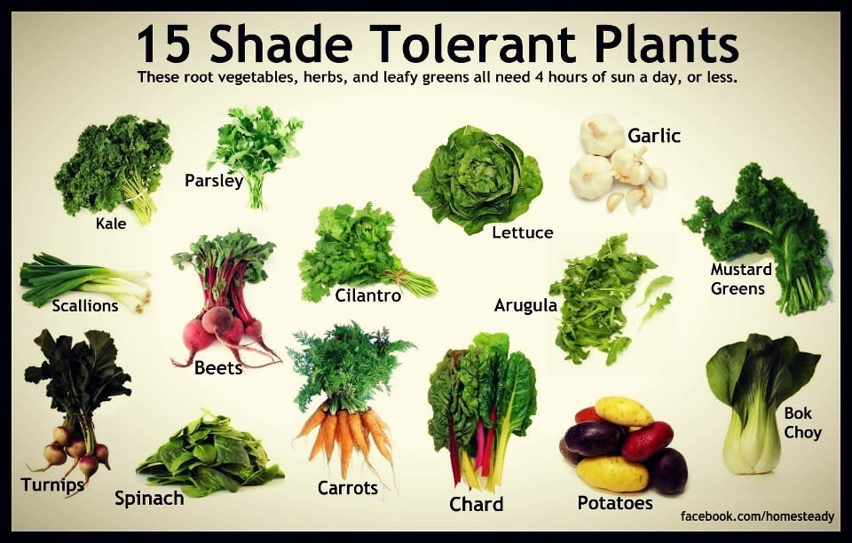Vegetable Plants That Grow In Shade