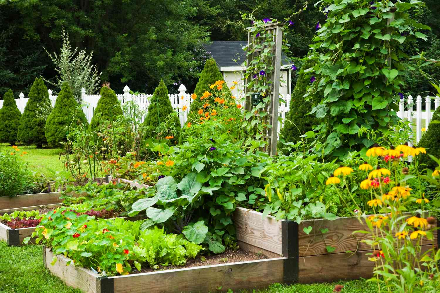 Vegetable Plants That Grow In Shade: Top Picks For Dim Gardens