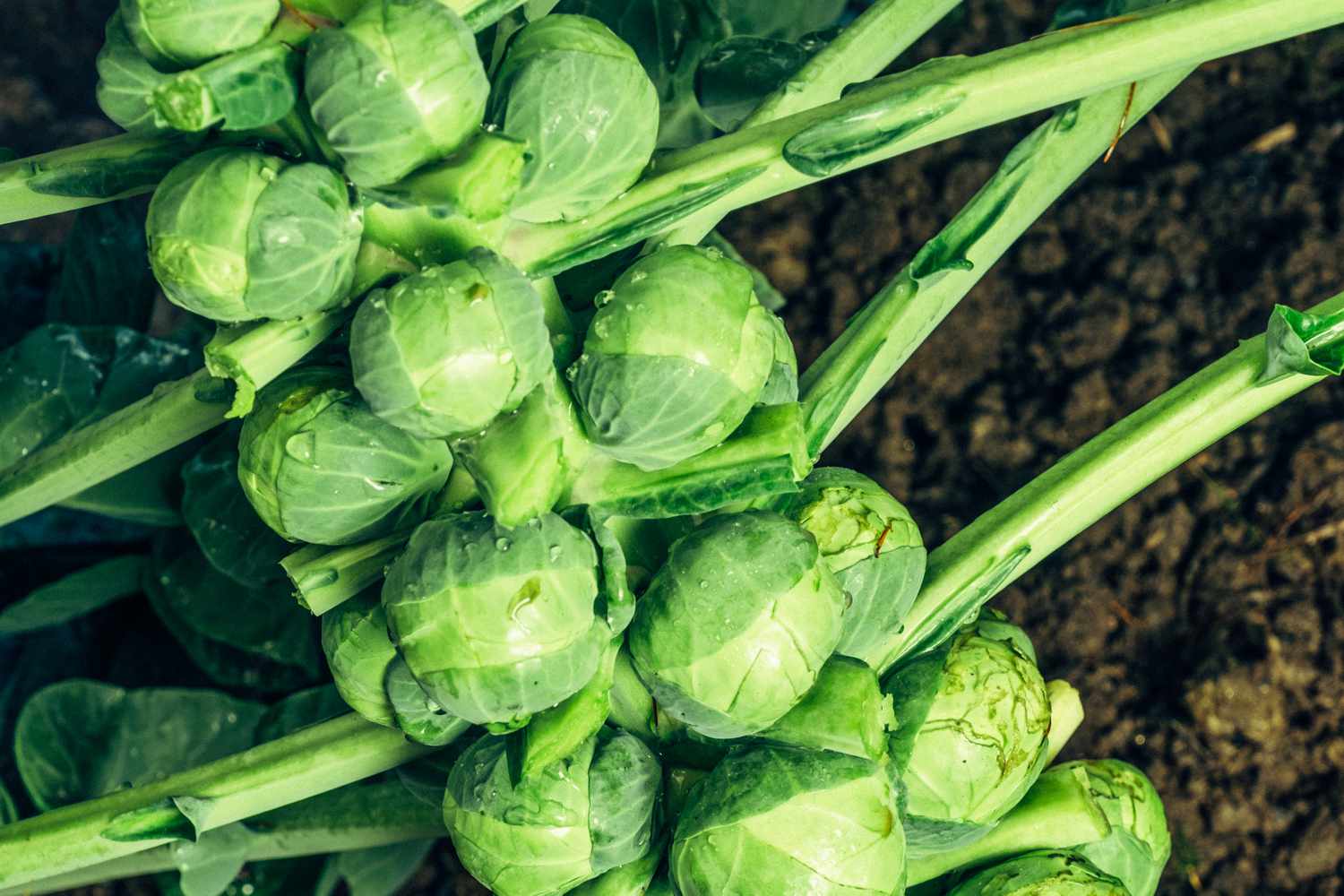 Veggies To Plant For Winter: Hardy Harvests To Savor
