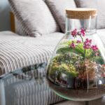 What Are The Best Plants For A Terrarium