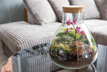 What Are The Best Plants For A Terrarium